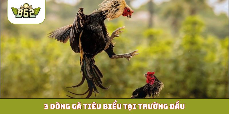 3 dòng gà tiêu biểu tại trường đấu